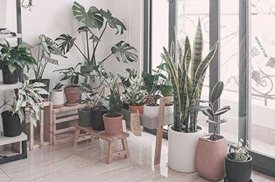 Create an indoor nature center
